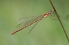 IMG_1552_Small_Emerald_Damselfly_female